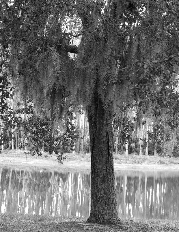 Trees  _0035 - Trees