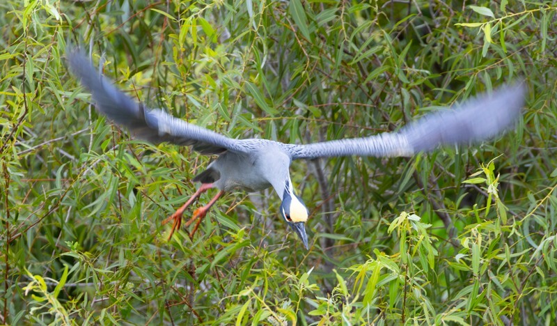 Yellow Crowned Night Heron _0004 - Yellow Crowned Night Heron