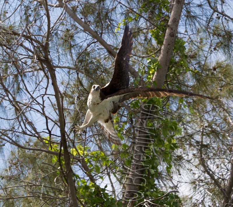 OSP Birds 214 - Osprey