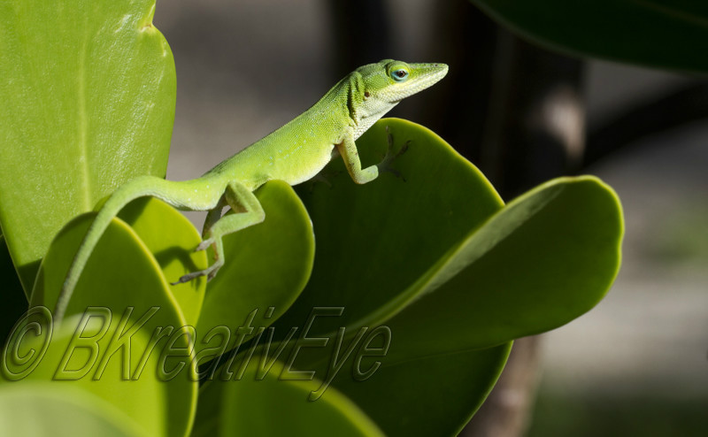 AnimalsCreatures 052 - Animals, Creatures