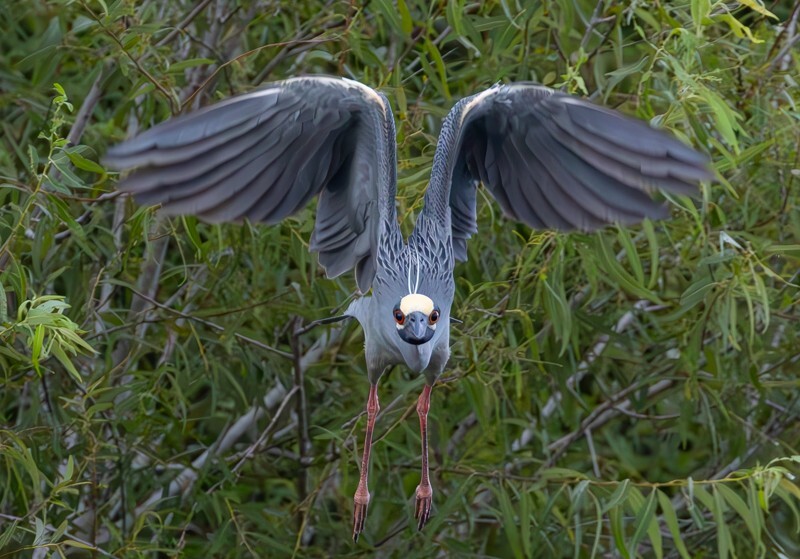 Yellow Crowned Night Heron _0007 - Yellow Crowned Night Heron