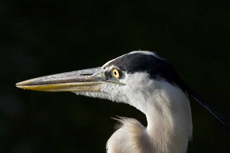 Great Blue Heron _0013 - Great Blue Heron