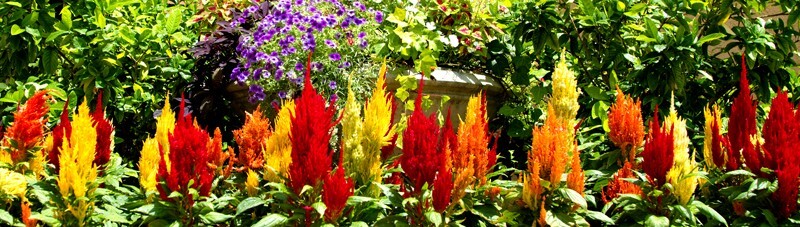 Floral_0011 - Floral - Plants