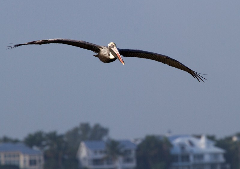 Pelicans _0018 - Pelicans