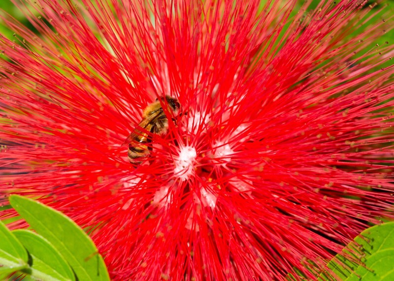 Floral_0117 - Floral - Plants