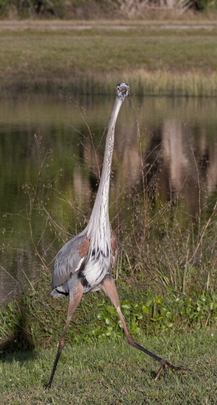 Great Blue Heron _0063 - Great Blue Heron