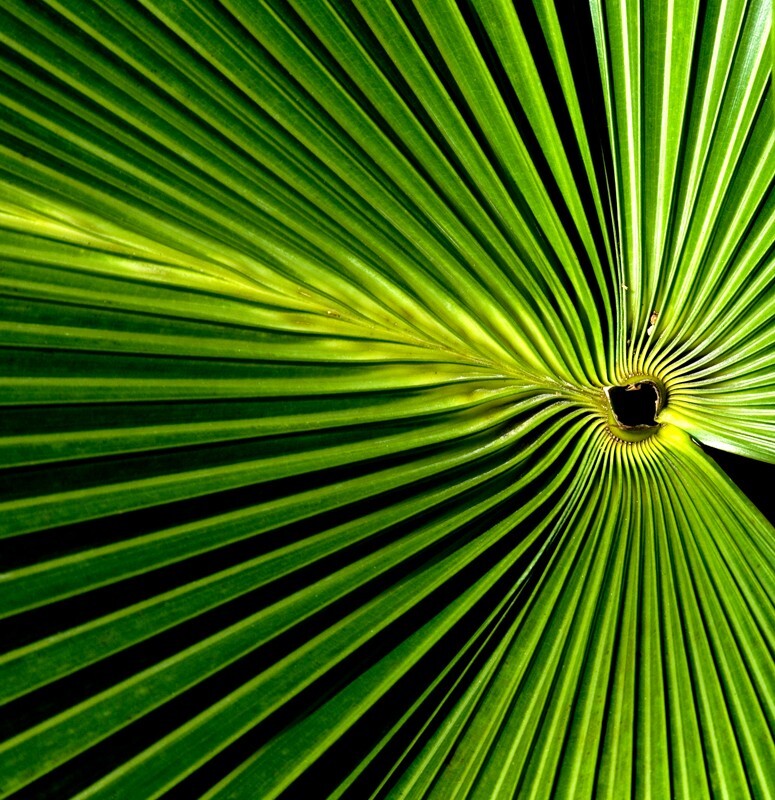 Trees  _0049 - Trees