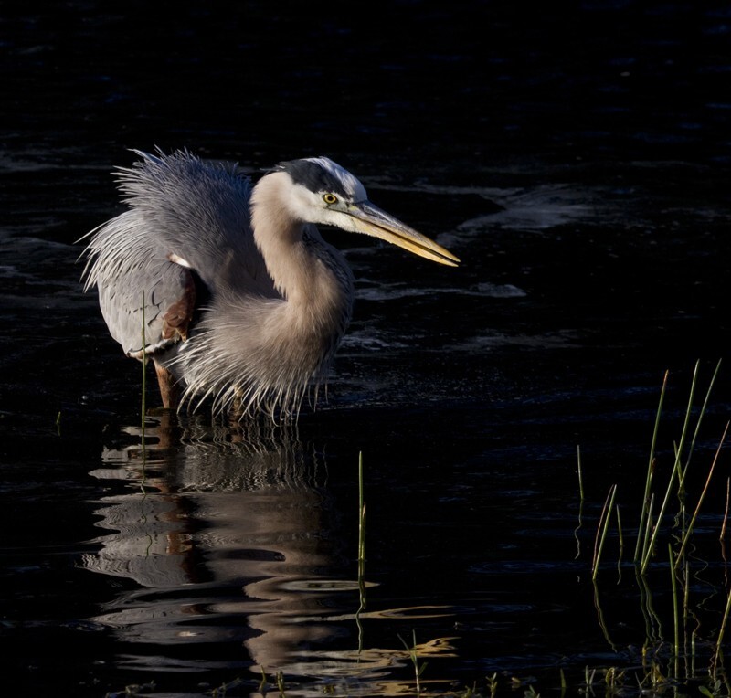 Great Blue Heron _0032 - Great Blue Heron
