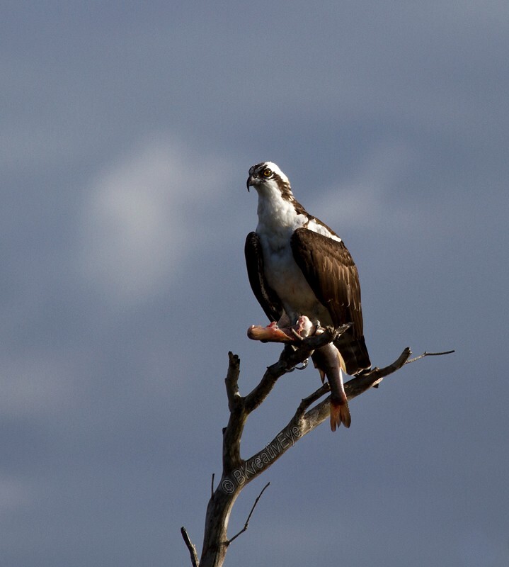 Birds 358 - Osprey