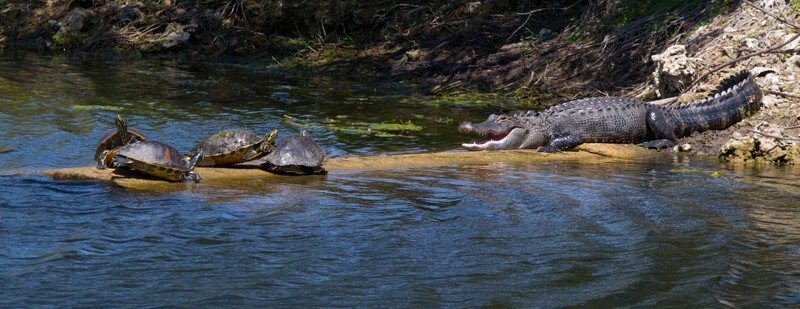Aligators _0049 - Alligators
