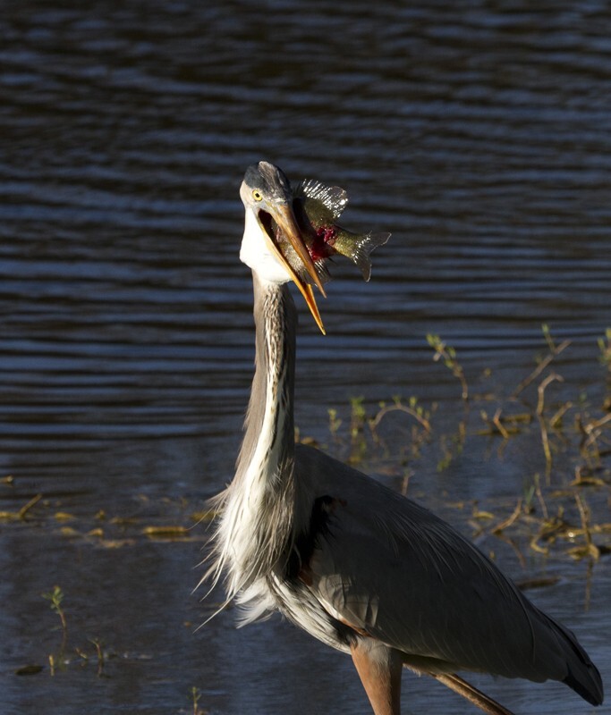 Great Blue Heron _0049 - Great Blue Heron