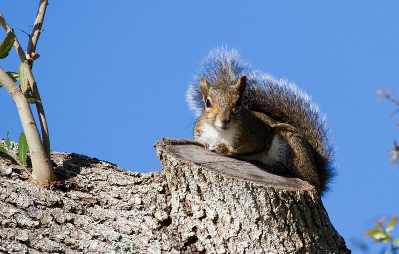 AnimalsCreatures _0023 - Animals, Creatures