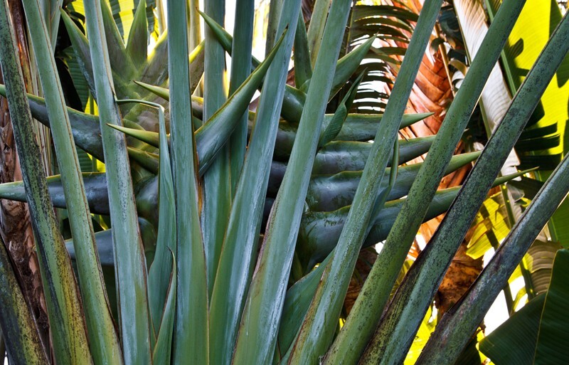 Trees  _0008 - Trees