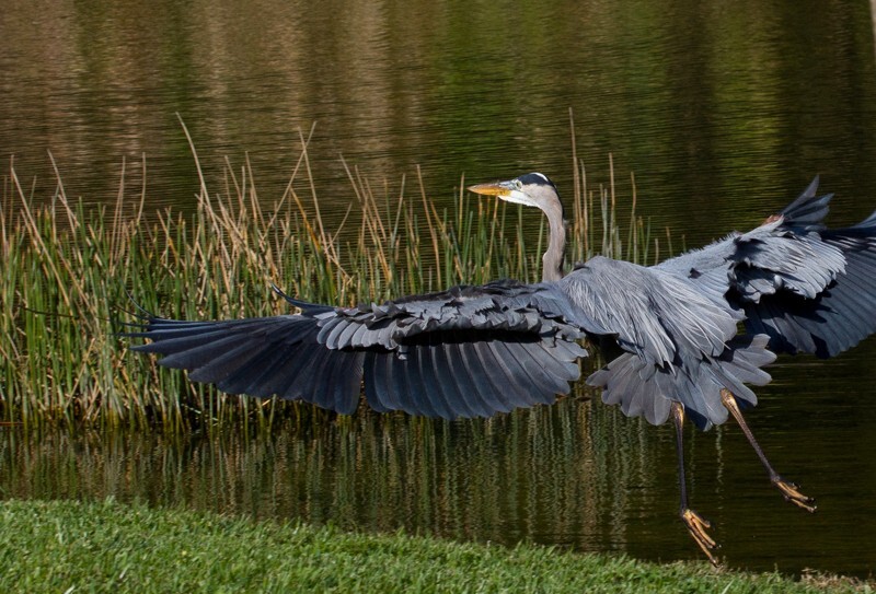 Great Blue Heron _0077 - Great Blue Heron