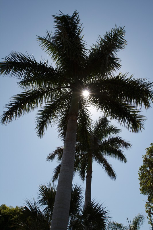 Trees  _0006 - Trees