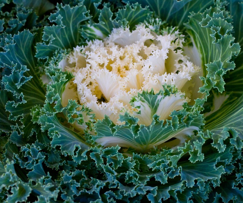 Floral_0073 - Floral - Plants