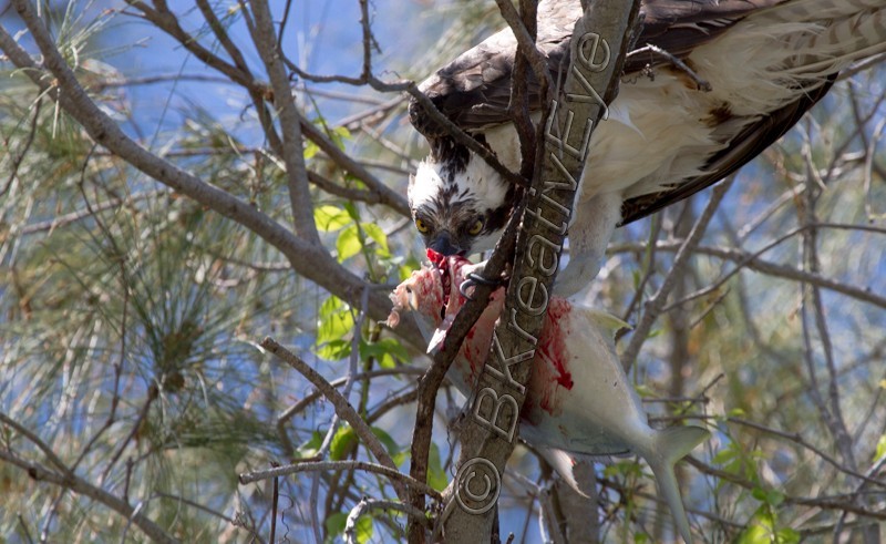 OSP Birds 212 - Osprey