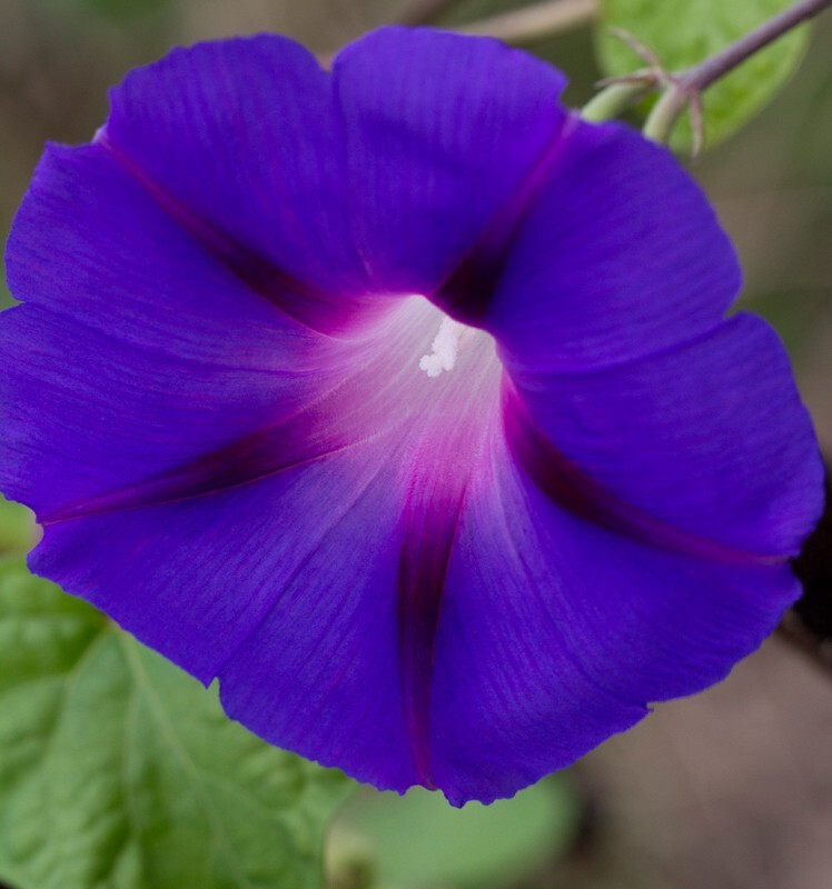 Floral_0088 - Floral - Plants