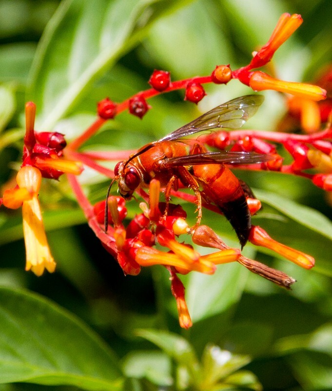 AnimalsCreatures _0033 - Animals, Creatures