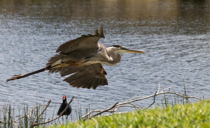 Great Blue Heron _0104 - Great Blue Heron