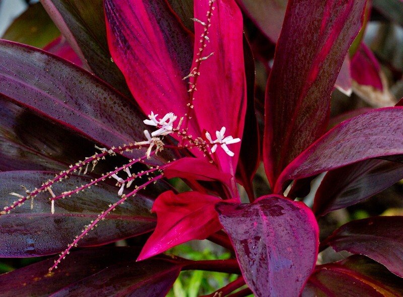 Floral_0038 - Floral - Plants