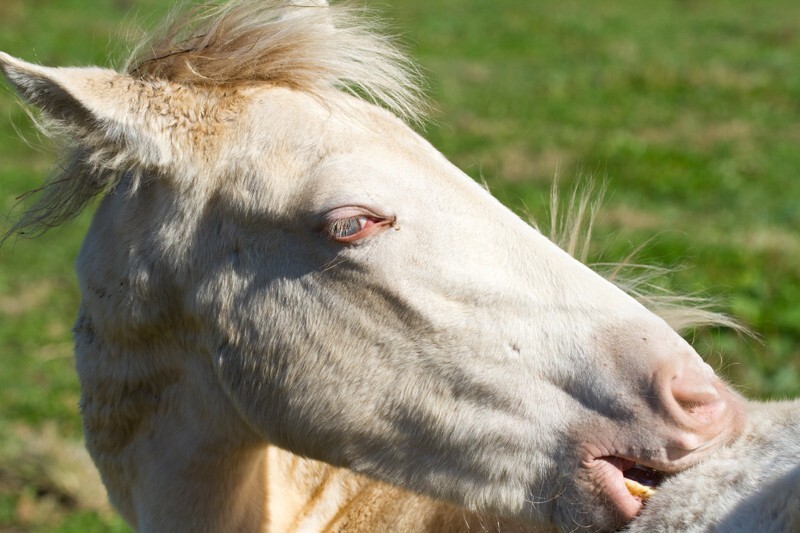 AnimalsCreatures _0019 - Animals, Creatures