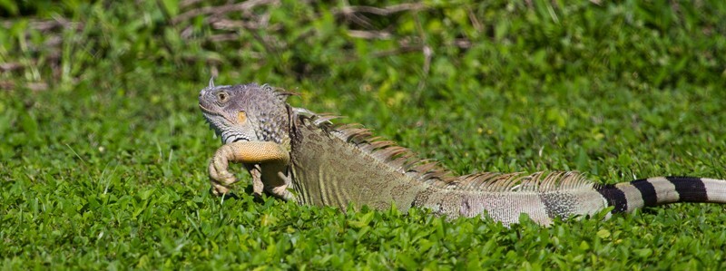 AnimalsCreatures _0065 - Animals, Creatures