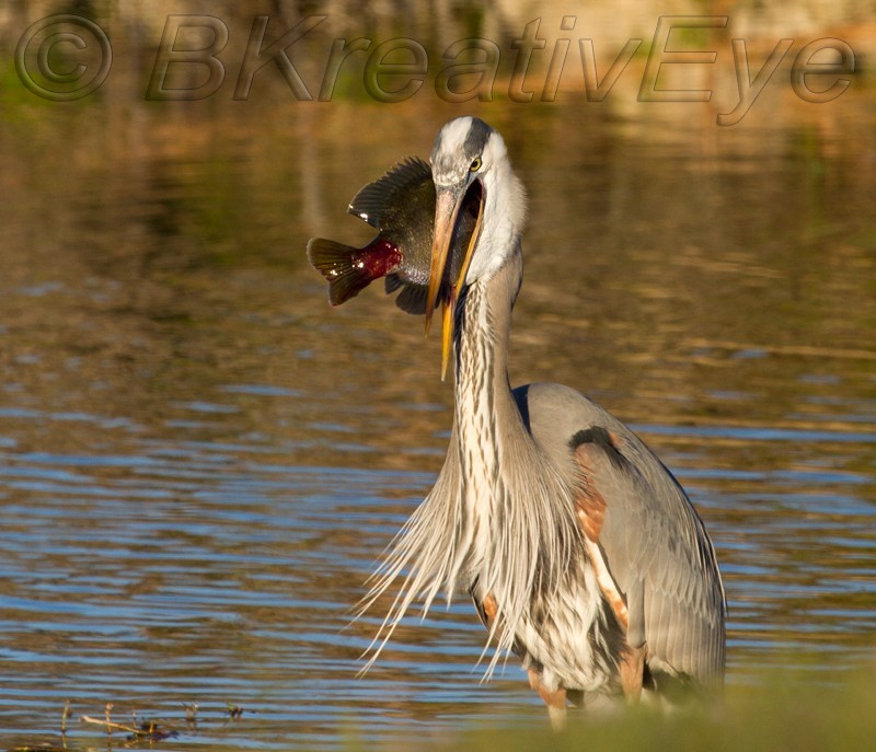 BH Birds 200 - Great Blue Heron