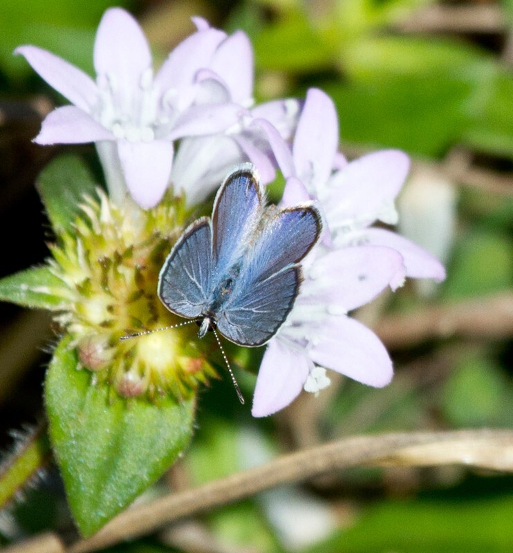 AnimalsCreatures _0042 - Animals, Creatures