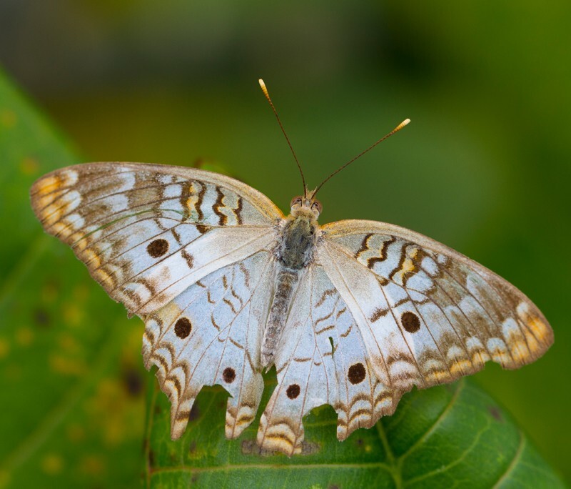 AnimalsCreatures _0057 - Animals, Creatures