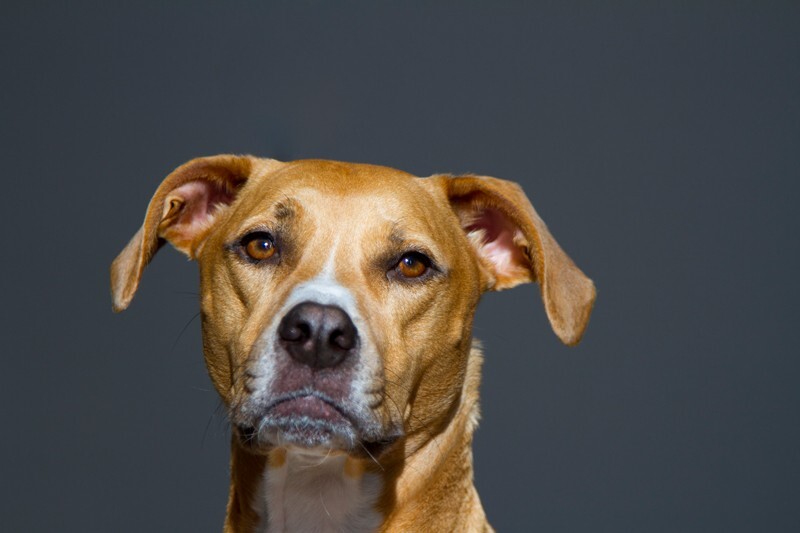 AnimalsCreatures _0072 - Animals, Creatures