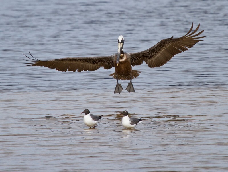  Pelicans _0043 - Pelicans