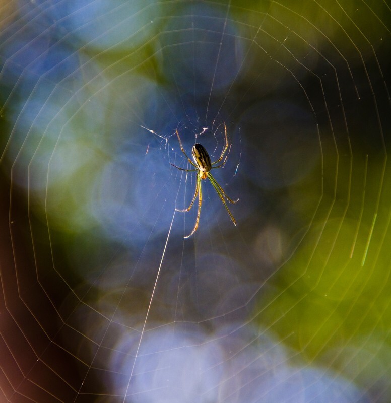 AnimalsCreatures _0097 - Animals, Creatures