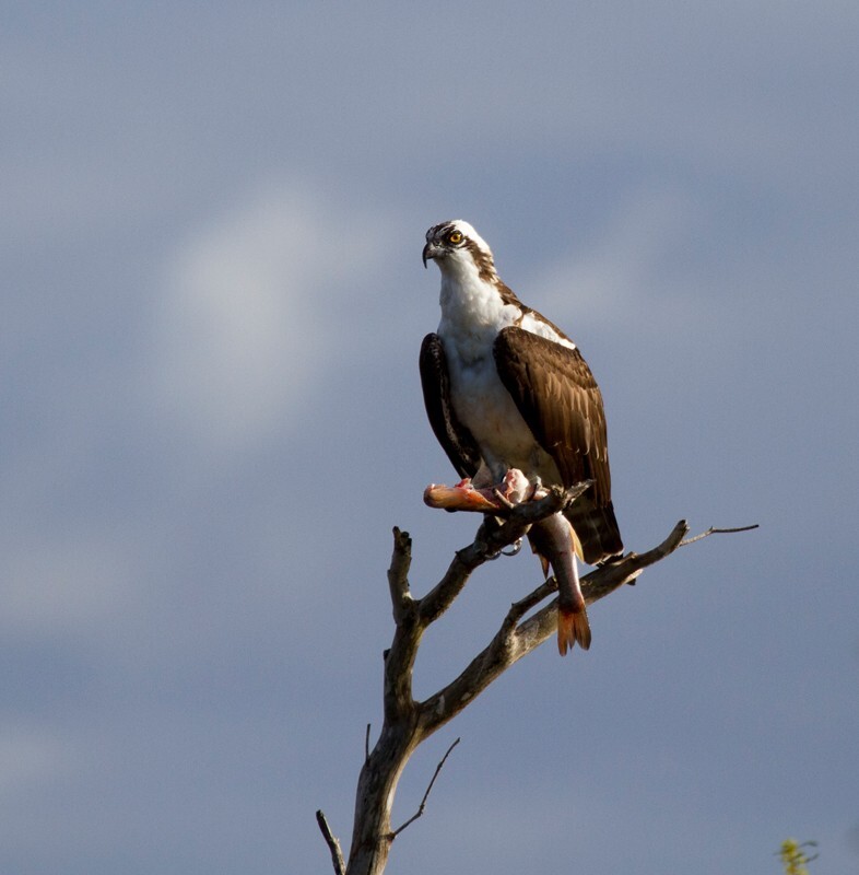 Osprey_0022 - Osprey
