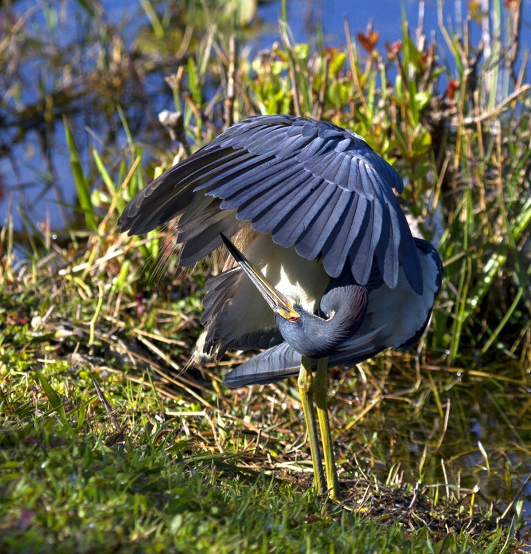 Tricolored Heron _0030 - Tri-Colored Heron