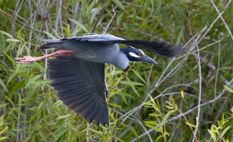 Yellow Crowned Night Heron _0020 - Yellow Crowned Night Heron