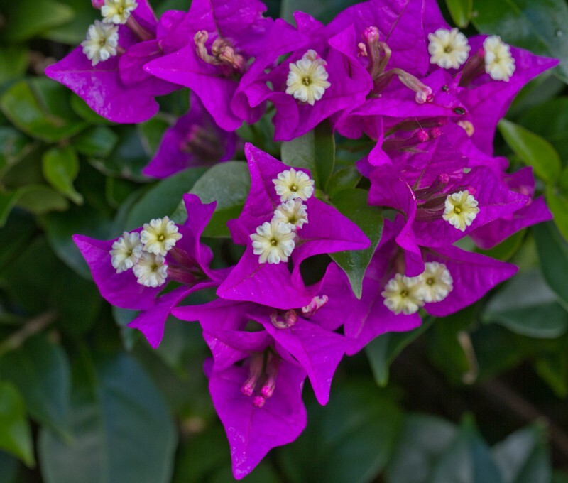 Floral_0036 - Floral - Plants