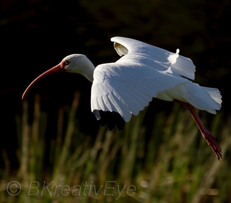 Birds 306 - Birds