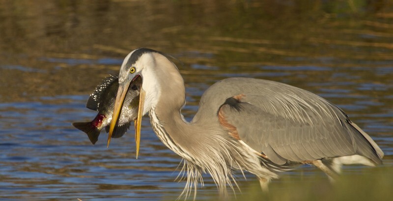 Great Blue Heron _0026 - Great Blue Heron