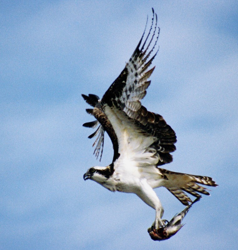 Osprey _0027 - Osprey