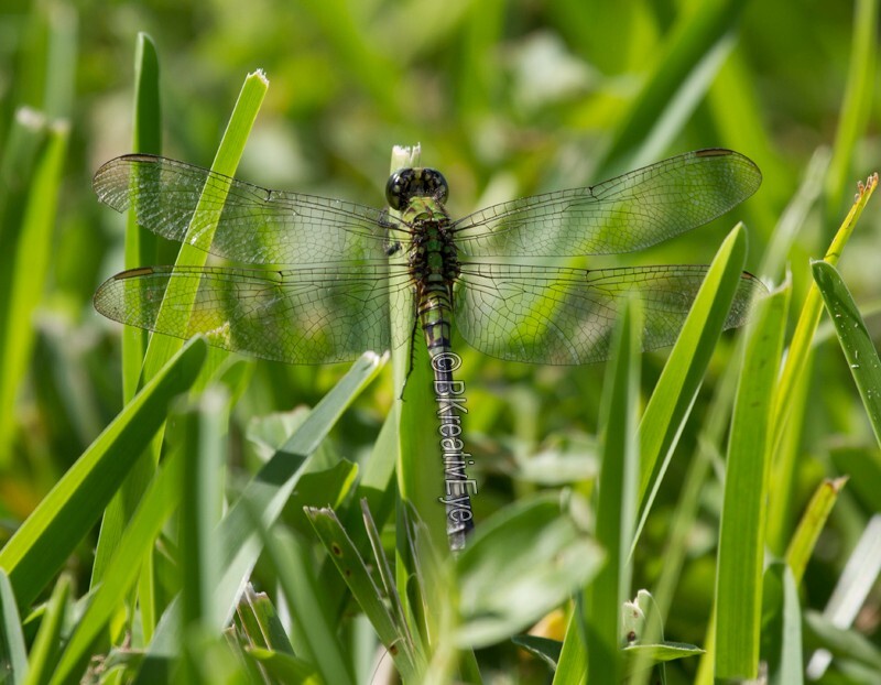 DF AnimalsCreatures 152 - Dragonflies