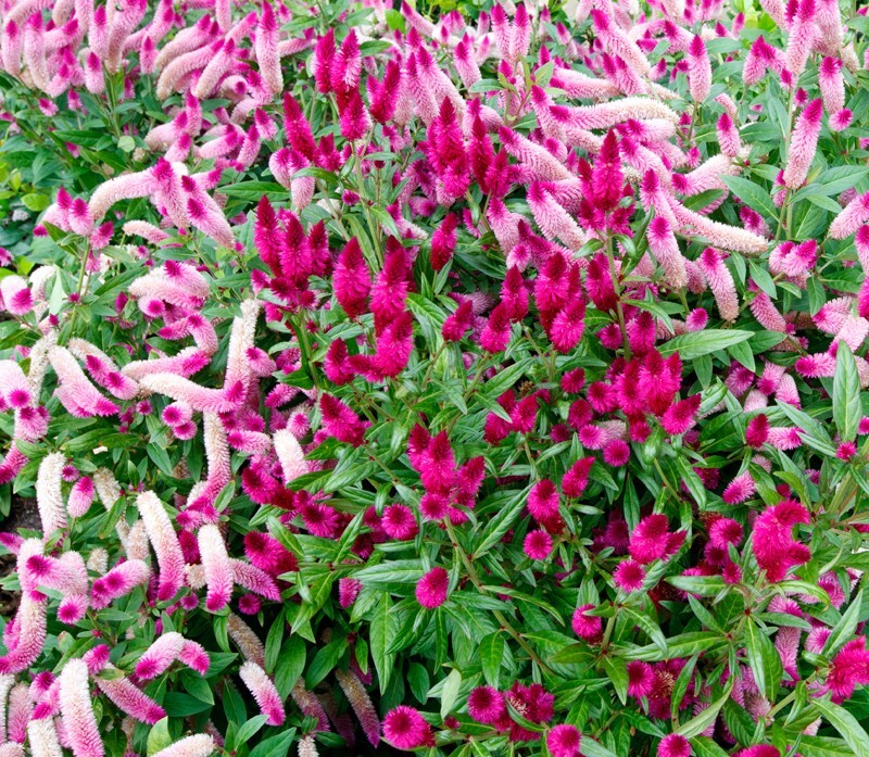 Floral_0103 - Floral - Plants