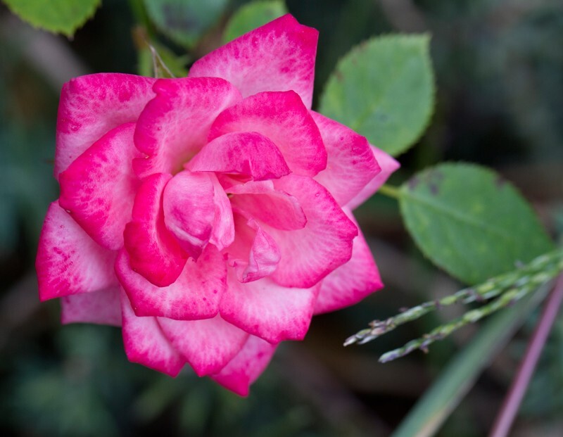 Floral_0095 - Floral - Plants