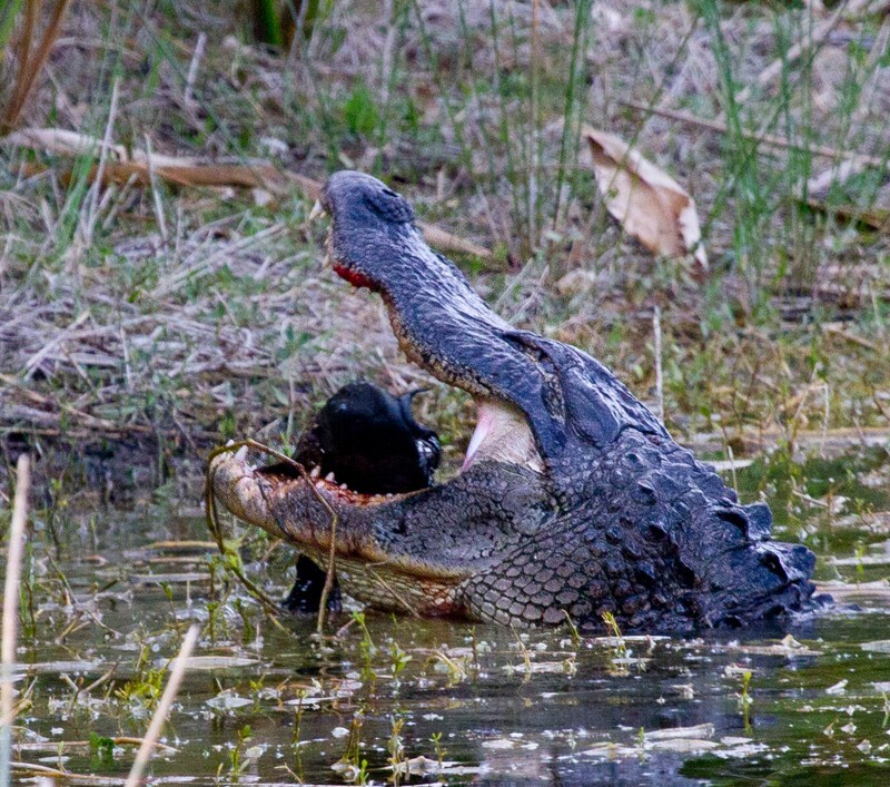 Aligators _0046 - Alligators