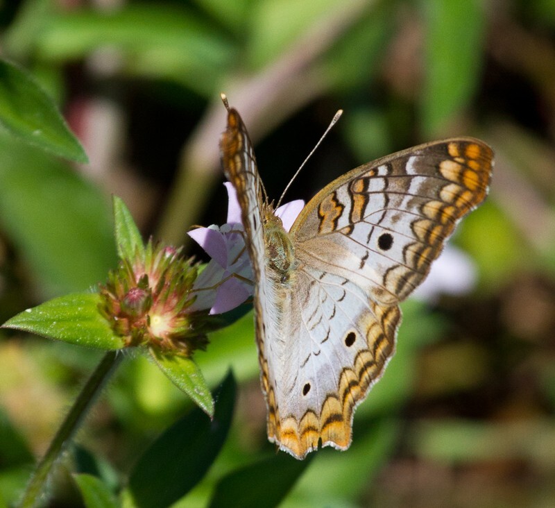 AnimalsCreatures _0055 - Animals, Creatures