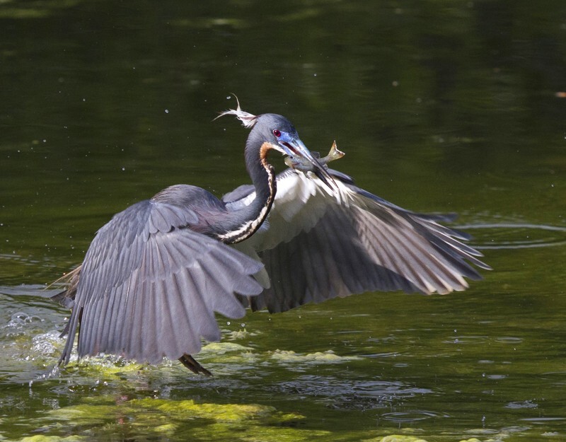 Tricolored Heron _0024 - Tri-Colored Heron