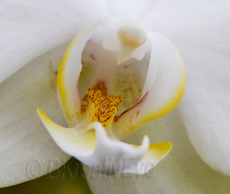 Floral 119 - Floral - Plants