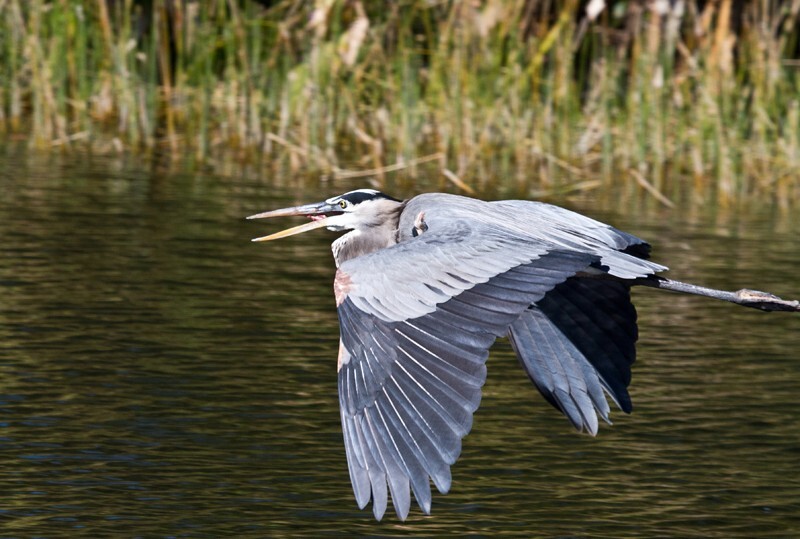 Great Blue Heron _0083 - Great Blue Heron