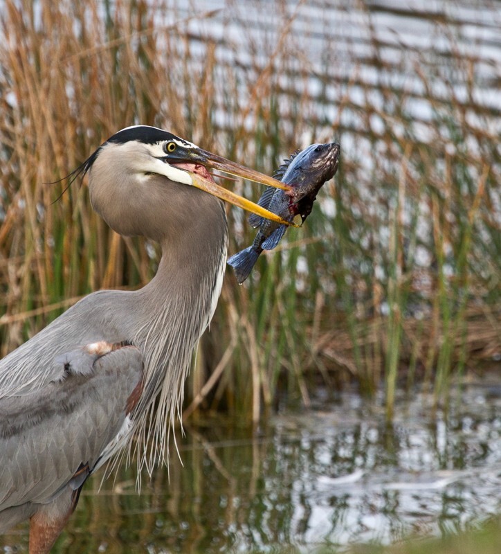 Great Blue Heron _0084 - Great Blue Heron