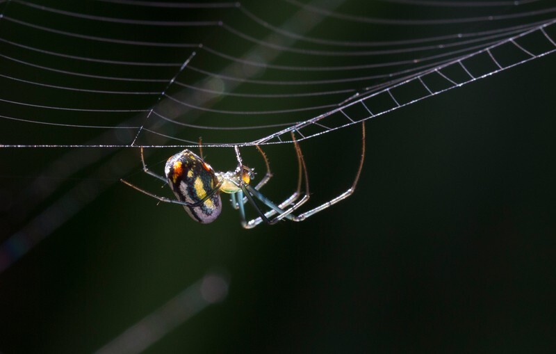 AnimalsCreatures _0099 - Animals, Creatures